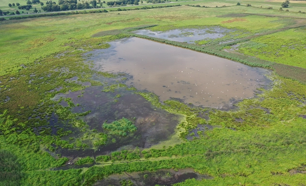 20240904_Vogelschutzgebiet "Leinetal bei Salzderhelden" Luftaufnahme des Vogelschutzgebiets ‚Leinetal bei Salzderhelden‘. Zu sehen sind mehrere flache Wasserflächen und Feuchtwiesen, die von grünen Ufer- und Vegetationsbereichen umgeben sind. Das Gebiet dient zahlreichen Vogelarten als Lebensraum und Rastplatz. Im Hintergrund erstreckt sich die offene Kulturlandschaft des Leinetals mit Wiesen, Feldern und Baumreihen.