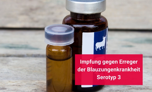 Genehmigung Impfung Blauzungenkrankheit Zu sehen sind zwei Ampullen, die auf einer glatten Oberfläche stehen. Auf der größeren von beiden ist ein Rind abgedruckt.