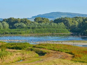 Zu sehen sind viele Vögel an der Geschiebesperre&nbsp;&copy;&nbsp;Peter Reus