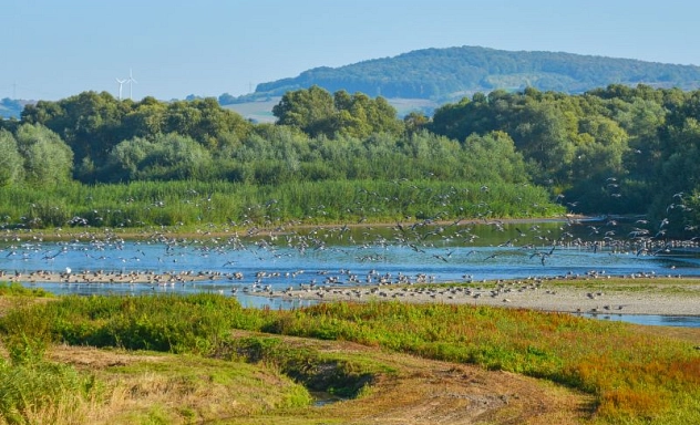 Geschiebesperre Zu sehen sind viele Vögel an der Geschiebesperre
