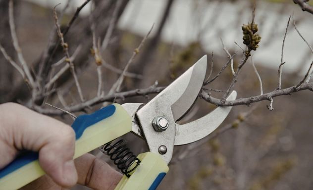 Nahaufnahme einer Hand mit einer Gartenschere, die einen dünnen Ast einer Hecke oder eines Strauchs schneidet. Im Hintergrund sind weitere kahle Zweige zu sehen.