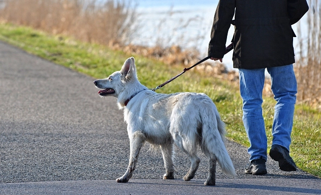 Hund an Leine Hund mit Herrchen an Leine beim Spaziergang
