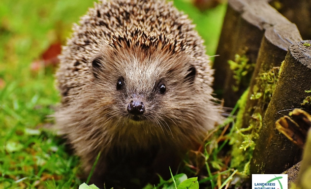 Zu sehen ist ein Igel. Er steht auf einer Rasenfläche und schaut in die Kamera.