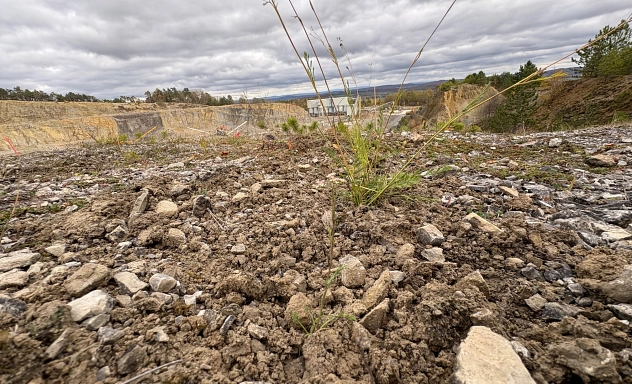 Pflanzen des Bergsteppenfenchels Bodennahe Aufnahme einer kargen, steinigen Fläche in einem ehemaligen Steinbruch oder Abbaugebiet. Im Vordergrund liegt loser, trockener Boden mit kleinen Steinen und einigen spärlichen Gräsern. Im Hintergrund sind terrassenartige Felswände, vereinzelte Baufahrzeuge sowie ein bewölkter Himmel zu sehen.