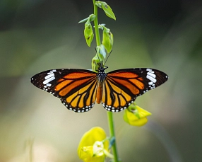 Ein Schmetterling sitzt auf einer Blüte&nbsp;&copy;&nbsp;Erik Karits auf Pixabay