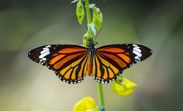 Schmetterling Plain Tiger Ein Schmetterling sitzt auf einer Blüte