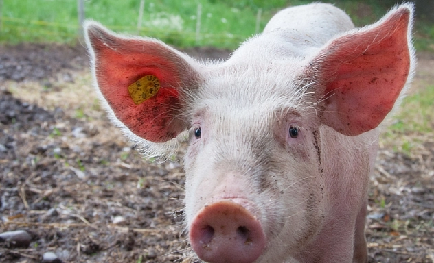 Schwein Zu sehen ist ein Schwein, welches draußen auf einem eingezäunten Platz steht und die Kamera schaut.