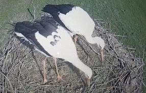 Zu sehen sind zwei Störche in ihrem Nest, aufgenommen von einer Webcam die das Nest filmt.&nbsp;&copy;&nbsp;Landkreis Northeim