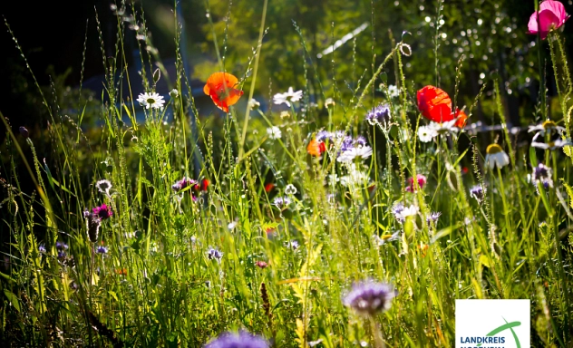 Blühende Wildblumenwiese mit verschiedenen Blumen wie roten Mohnblumen, weißen Margeriten und violetten Blüten. Die Pflanzen stehen dicht beieinander und werden von Sonnenlicht beleuchtet, im Hintergrund ist grünes Laub unscharf zu sehen. Unten rechts befindet sich das Logo des Landkreises Northeim.