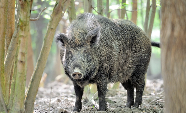 Ein Wildschwein steht in einem lichten Wald und blickt direkt in die Kamera. Sein dichtes, dunkles Fell ist von Erde und Schmutz bedeckt. Die Umgebung besteht aus Bäumen und weichem Waldboden mit kleinen Ästen und Blättern. Sonnenlicht dringt durch das Blätterdach und wirft helle Flecken auf den Boden.